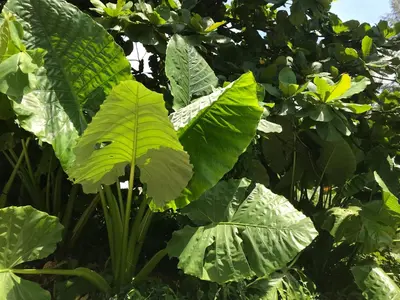 a large green plant with large green leaves at The Nai Thon Condominium Unit in Nai Thon Beach