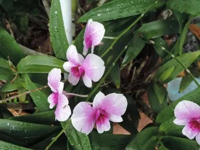 a group of pink flowers with raindrops on them at Blue Paradise Residence in Rawai Beach