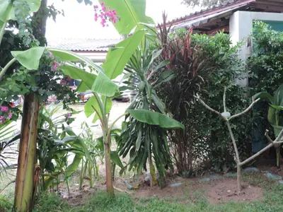 a garden with many different types of plants at Blue Paradise Residence in Rawai Beach
