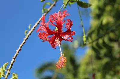 a red flower hanging from a tree at Patong Palace Hotel - SHA Extra Plus in Patong Beach