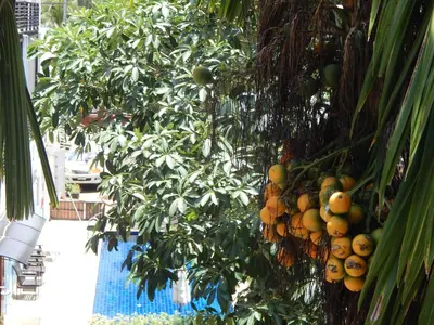 a bunch of oranges hanging from a tree at Jinta Andaman in Kata Beach