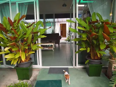 a cat standing in a room with potted plants at Hacienda Phuket, Patong in Patong Beach
