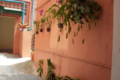 a bunch of plants hanging from a wall at D's Corner & Guesthouse in Phuket Town