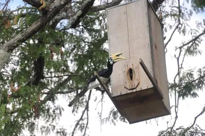 a bird is sitting in a wooden bird house at Bang Hon Homestay in Ko Yao Noi