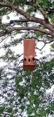 a red bird house hanging from a tree at Bang Hon Homestay in Ko Yao Noi