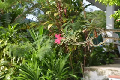 a pink flower on a plant in a garden at Residy Retreat x Baan Suan Villa in Patong Beach
