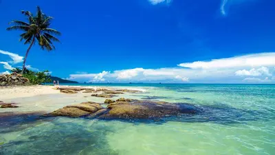 a beach with a palm tree and the ocean at At Seacondo-1 Bedroom-A25 in Klong Muang Beach