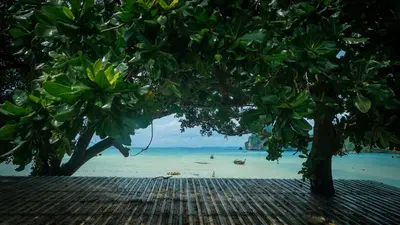 a view of a beach with a tree at Ibiza House Phi Phi in Phi Phi Don