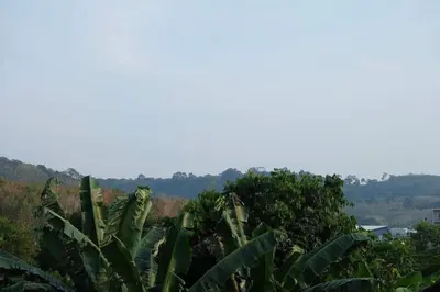 a bunch of banana plants in a field at Airport Pearl Residence in Nai Yang Beach