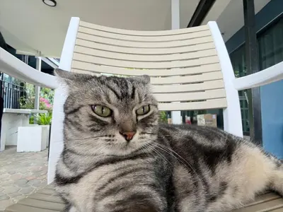a cat is sitting in a white chair at The One Hostel Phi Phi Island in Phi Phi Don
