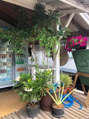 a group of potted plants on a floor in a store at Fisherman Guesthouse in Ko Yao Noi
