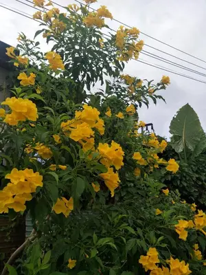 a bunch of yellow flowers on a tree at Airee Mini House in Bang Tao Beach