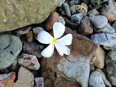 a white flower sitting on some rocks at The Best Bungalow in Ban Bang Chak