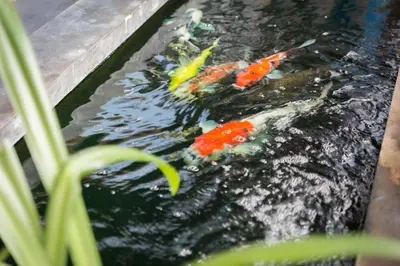 a group of kites swimming in a pond at Memory Boutique Patong in Patong Beach
