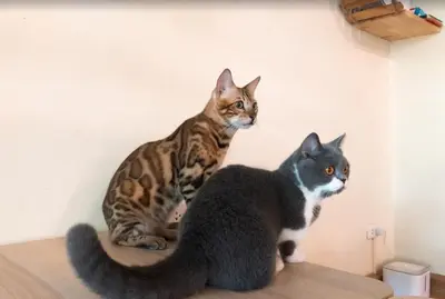 two cats sitting on top of a table at Cat Story Hotel in Patong Beach