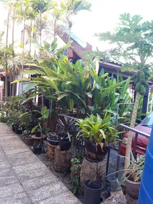 a row of plants in pots on a sidewalk at Thalassa in Nai Harn Beach