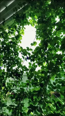 a bunch of green leaves on a building at beHOME Phuket in Nai Yang Beach