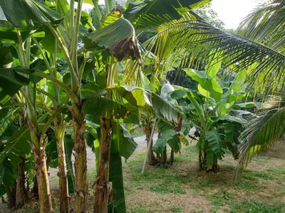 a row of banana trees in a field at Suan Proud Koh yao noi in Ko Yao Noi