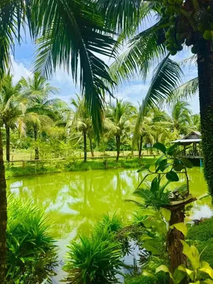 a pond with palm trees and green water at Bang Mee Homestay Koh Yao Noi in Ko Yao Noi