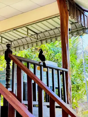 a black bird sitting on the railing of a porch at Bang Mee Homestay Koh Yao Noi in Ko Yao Noi
