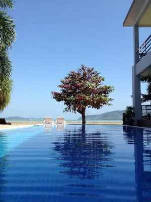 a tree sitting in the middle of a swimming pool at Chalong Beach Front Residence in Rawai Beach