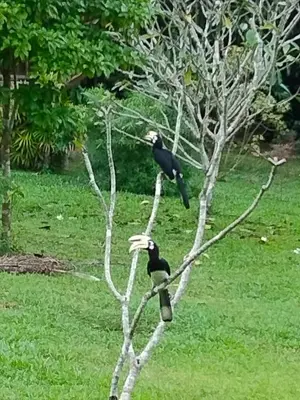two birds perched on top of a tree at Sabai House Bungalow in Ko Yao Noi