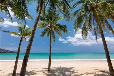 two palm trees on a beach with the ocean at Kamala Pool Villa, Dalaa 6 in Kamala Beach