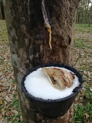 a tree with a bird in a pot next to a tree at Mr Bao Homestay & Bungalows in Ko Yao Noi