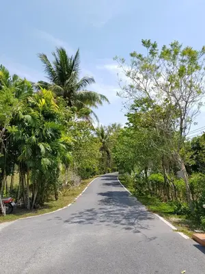 an empty road with palm trees on either side at Nestvilla Khok-kloi Phang-nga in Ban Nai