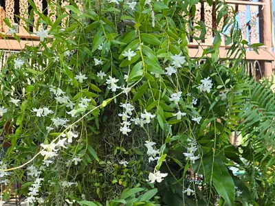 a plant with white flowers in front of a building at Marin' s Home in Thalang