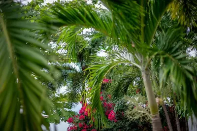 a group of palm trees and pink flowers at Soul Villas - Beachfront Private Pool Villas, Phuket Nature Retreat in Panwa Beach
