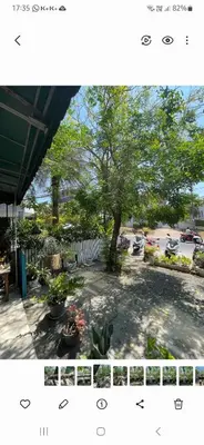 a picture of a garden with a tree and some plants at Baan Oui guest house - Nai Harn in Phuket Town