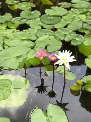 two pink and white water lilies in a pond at Royal Thai Villa Phuket - SHA Extra Plus in Rawai Beach