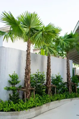 a group of palm trees in a garden at Panwaburi Beachfront Resort - SHA Extra Plus in Panwa Beach