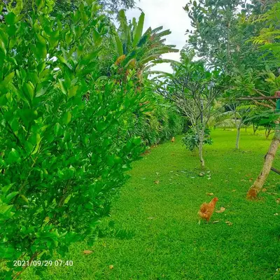 an orange chicken walking in the grass near trees at Davy Cottage Phuket in Thalang