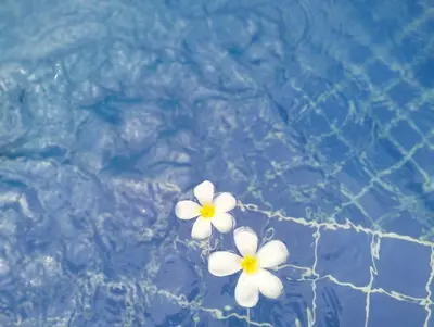 two white flowers floating in a pool of water at De palm poolvilla by KC in Ban Chin Tham Mai