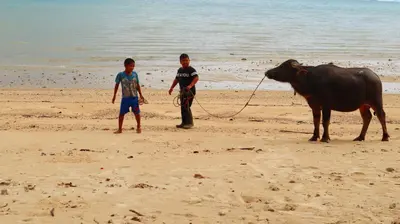 two boys on the beach with a cow on the beach at Koh Yao Noi Beach Resort in Ko Yao Noi
