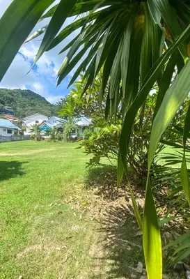 a green field with a palm tree in the foreground at Karon house 15A in Karon Beach