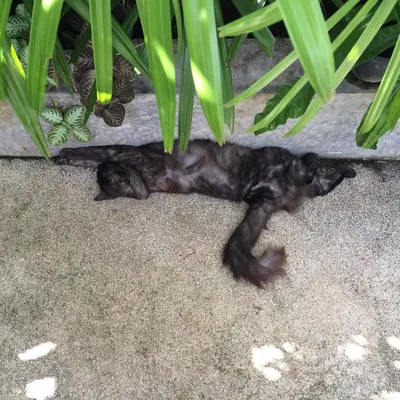 a statue of a black cat laying on the ground at Fern House Retreat in Chalong