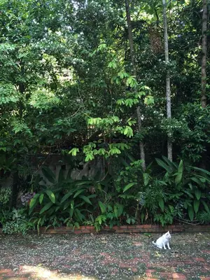 a white cat sitting in front of a forest at Fern House Retreat in Chalong