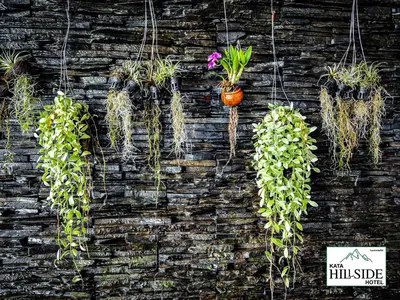 a brick wall with potted plants on it at Kata Hillside Hotel in Kata Beach