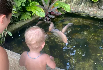 a young child looking at koi fish in a pond at OASIS VILLA Karon Beach in Karon Beach