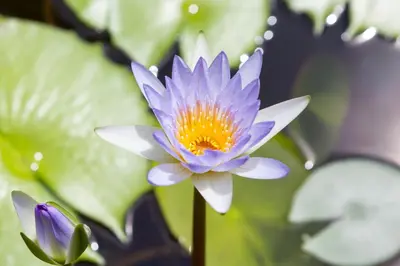 a purple and white water lily in a pond at Casa Brazil Homestay in Karon Beach