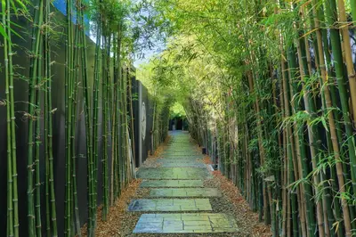 a path between bamboo trees in a park at Villoft Zen Living Resort in Thalang