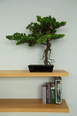 a bonsai tree sitting on top of a shelf at Villoft Zen Living Resort in Thalang