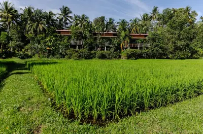 a rice field with a house in the background at Kunna House in Ko Yao Noi