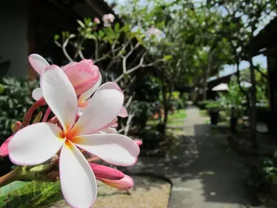 a close up of a pink and white flower at Phuket Siam Villas - SHA PLUS in Chalong