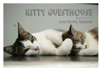 two cats laying next to each other on the floor at Kitty Guesthouse in Phi Phi Don