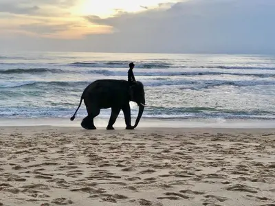 a man riding an elephant on the beach at Superbe villa tropicale avec piscine privée Phuket in Phuket Town