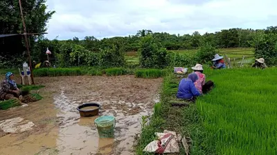 a group of people working in a field at Rongna Villas in Ko Yao Noi